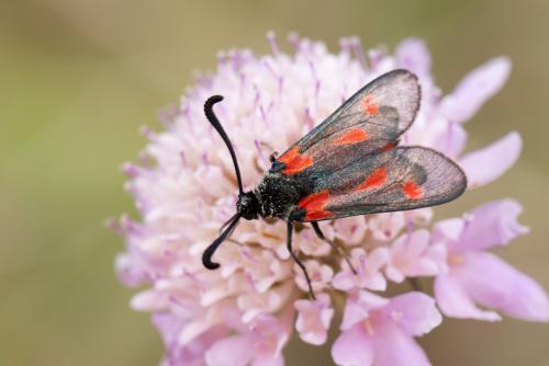 Réf. 351 980 : Zygaena sp.