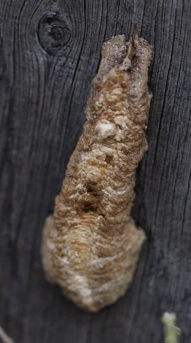 Réf. 351 780 : Mantis religiosa