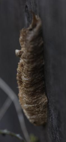 Réf. 351 782 : Mantis religiosa