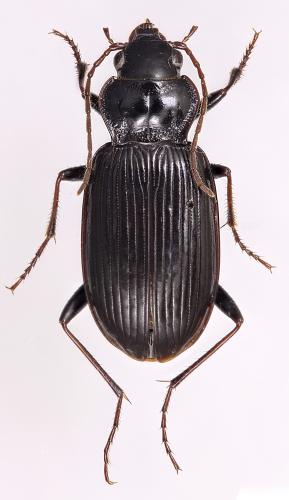 Réf. 351 821 : Nebria brevicollis