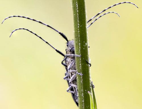 Réf. 351 732 : Agapanthia cardui