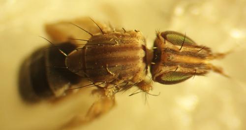 Réf. 351 785 : Trigonometopus frontalis
