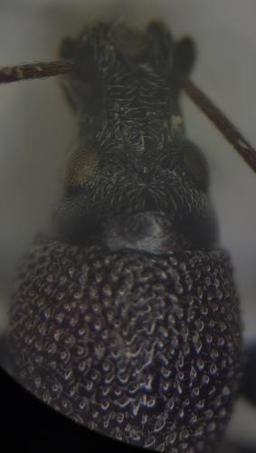 Réf. 351 892 : Otiorhynchus aurifer