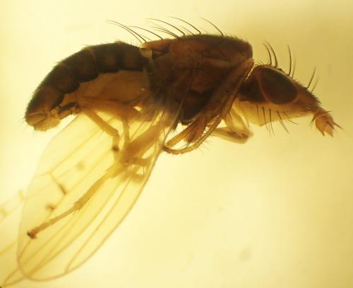Réf. 351 775 : Trigonometopus frontalis