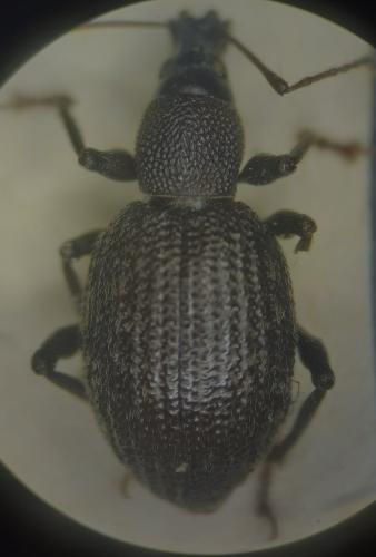 Otiorhynchus sp.