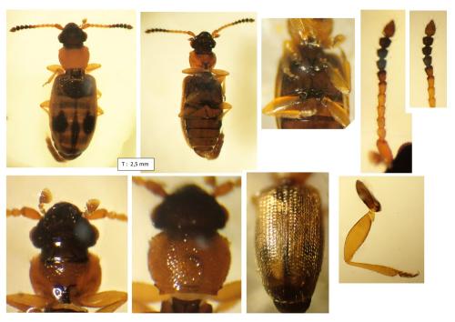 Réf. 351 858 : Psammoecus bipunctatus