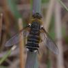 351740 – Photo : ANDRE LABETAA – France (66)