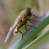 351744 – Photo : ANDRE LABETAA – France (66)