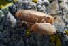 351772 – Photo : ANDRE LABETAA – France (66)