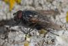 351891 – Photo : ANDRE LABETAA – France (66)