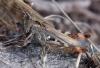 351776 – Photo : ANDRE LABETAA – France (66)