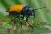 351902 – Photo : ANDRE LABETAA – France (66)