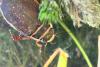 351861 – Photo : Mathurin CARNET – France (89)