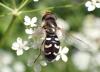 351804 – Photo : Catherine Reymonet-Smitten – France (19)