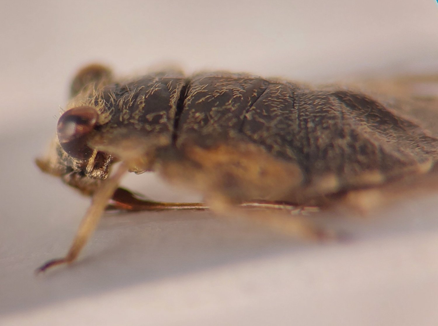Lukas Lischer - Ochterus (Ochterus) marginatus - réf. 351834 (1500 x 1118 pixels, 131 ko)