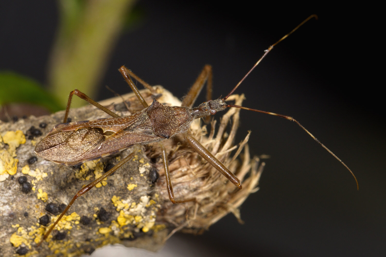 Jérémie Lemarié - Nagusta goedelii - réf. 351748 (1500 x 1000 pixels, 209 ko)