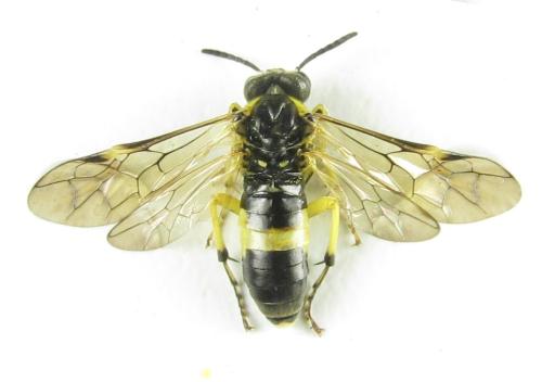 Réf. 352 219 : Tenthredo talyshensis
