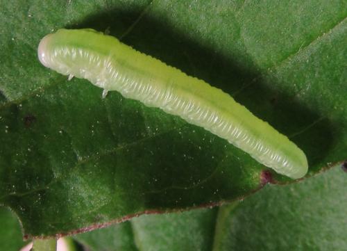 Réf. 352 276 : Tenthredo talyshensis