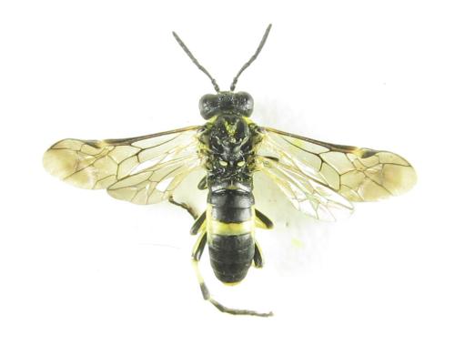 Réf. 352 203 : Tenthredo talyshensis