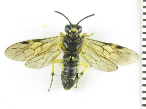 Réf. 352 220 : Tenthredo talyshensis