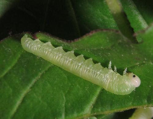 Réf. 352 277 : Tenthredo talyshensis