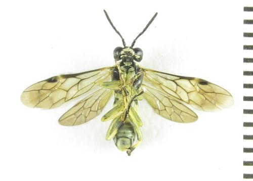 Réf. 352 204 : Tenthredo talyshensis