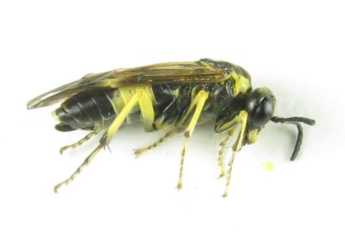 Réf. 352 221 : Tenthredo talyshensis