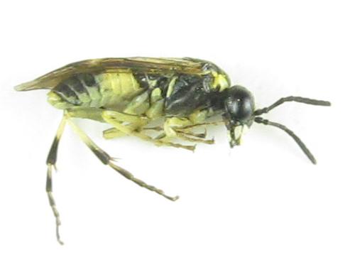 Réf. 352 205 : Tenthredo talyshensis