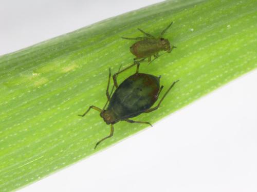 Rhopalosiphum padi