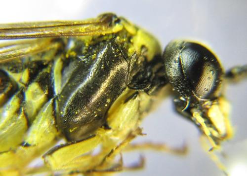 Réf. 352 206 : Tenthredo talyshensis