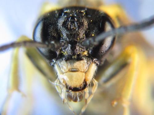 Réf. 352 223 : Tenthredo talyshensis