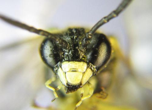 Réf. 352 207 : Tenthredo talyshensis