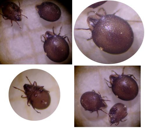 Réf. 352 310 : Xenillus clypeator