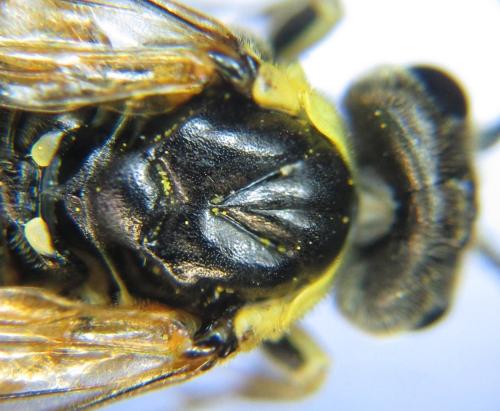 Réf. 352 224 : Tenthredo talyshensis