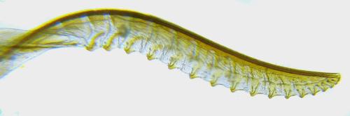 Réf. 352 225 : Tenthredo talyshensis