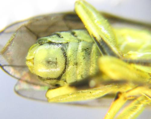 Réf. 352 209 : Tenthredo talyshensis