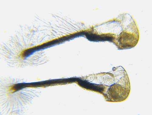 Réf. 352 210 : Tenthredo talyshensis