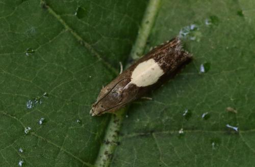 Réf. 352 294 : Pammene sp.
