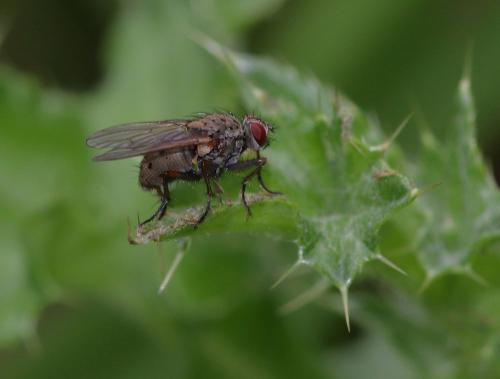Réf. 352 416 : Coenosia tigrina