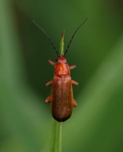 Réf. 352 463 : Rhagonycha fulva