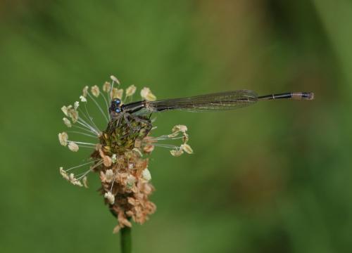 Ischnura elegans