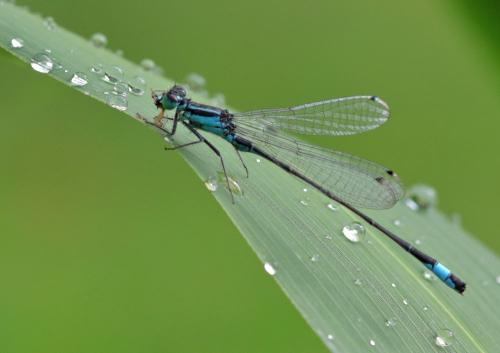 Ischnura elegans