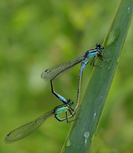 Ischnura elegans