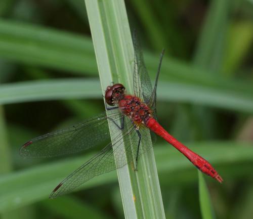 Réf. 352 479 : Sympetrum sanguineum