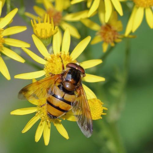 Réf. 352 499 : Volucella inanis