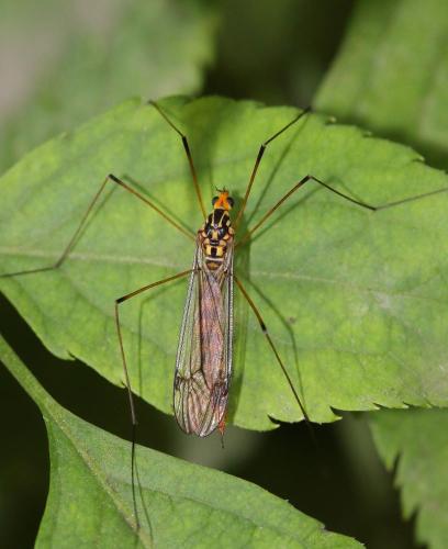 Nephrotoma flavipalpis