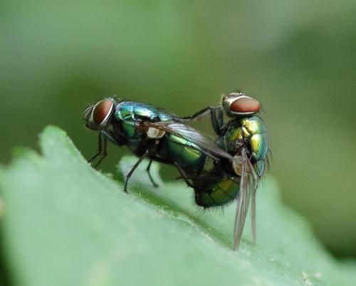 Lucilia sp.