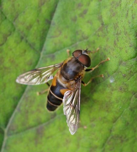 Réf. 352 509 : Eristalis pertinax