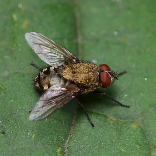 Réf. 352 553 : Pollenia sp.