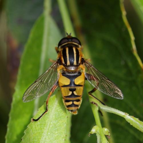 Réf. 352 056 : Helophilus pendulus